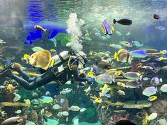 -瑞普利水族馆