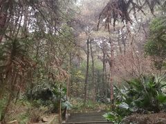 -铁山坪森林公园