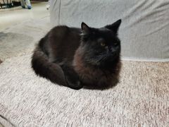 -藏猫猫咖啡主题馆(中央大道店)