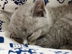 -瑞派康怡24h宠物医院·犬猫医疗中心·微创绝育(瑞景分院)
