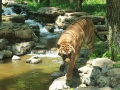 -北京野生动物园