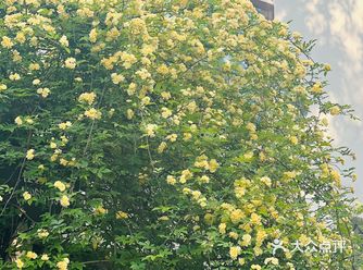 木香花开一点不输其他春日使者