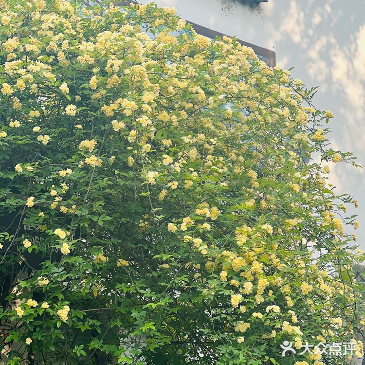 木香花开一点不输其他春日使者