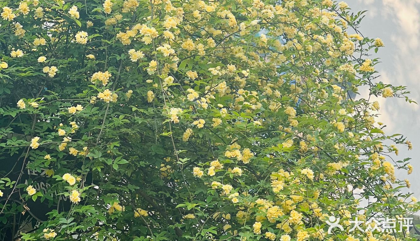 木香花开一点不输其他春日使者