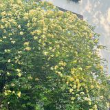 木香花开一点不输其他春日使者