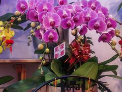 -平吉花卉市场