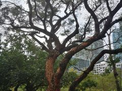 -九龙公园