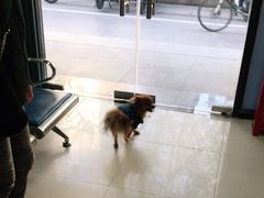 -申普宠物医院·眼科·心内科·影像科(普陀分院)