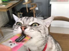 -平行世界·猫咖(首经贸店)
