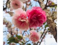 -天适樱花悠乐园