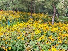 -大兴滨河森林公园