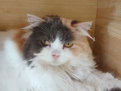 -喵园·猫主题咖啡厅·撸猫·猫咖(国贸店)