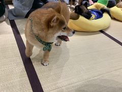 -逗柴咖啡屋·狗咖猫咖宠物桌游