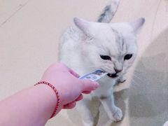 -藏猫猫咖啡主题馆(中央大道店)