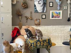 -平行世界·猫咖(首经贸店)