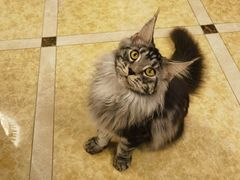 -猫大福·Fortune Cat猫舍(百子湾店)
