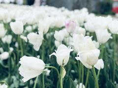 -陕西省西安植物园
