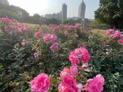 -深圳龙潭公园