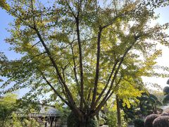 -武汉紫薇都市田园