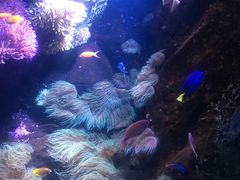 -悉尼海洋生物水族馆