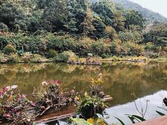 -深圳仙湖植物园