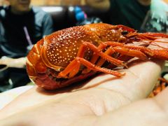 -赤甲皇(仙霞路店)