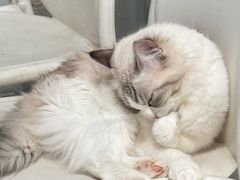 -喵的天空名猫咖啡馆·撸猫·猫舍·用品