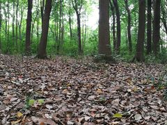 -昆山城市生态森林公园