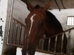 -月河湾马术俱乐部(朝阳店)