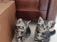 -佑安动物医院·全科·内窥镜中心(幸福巷店)