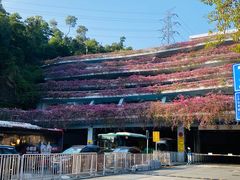 -深圳仙湖植物园