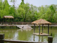 -溱湖国家湿地公园