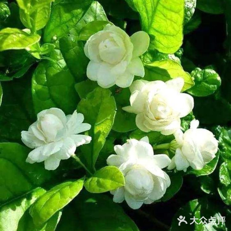 🌸🌸好一朵美丽的茉莉花🌸🌸