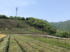 -龙坞茶村