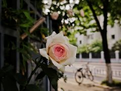 -杭州观成实验学校