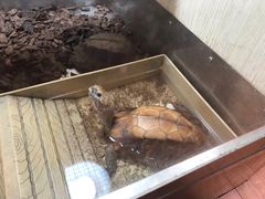 -灵龟之家百象馆(百象馆联合旗舰店)
