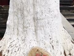 -报恩寺(平武县)