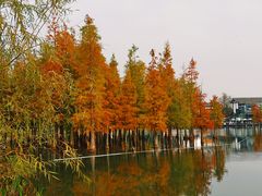 -白鹭湾湿地公园