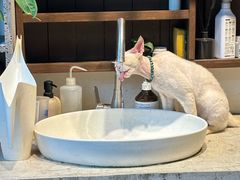 -自由生长植物工作室(深港花卉中心店)