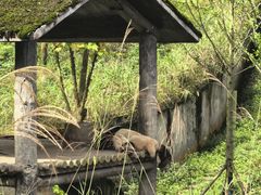-中国大熊猫保护研究中心雅安碧峰峡基地