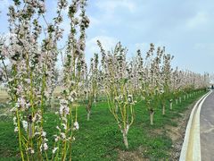 -天津东丽湖风景区