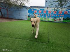 -宠物寄养训练学校