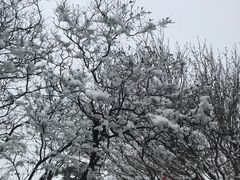 -香山公园