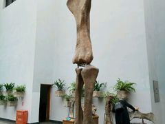 -自贡恐龙博物馆