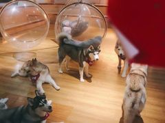 -Husky Go! 哈士奇体验馆·宠物咖啡厅狗咖