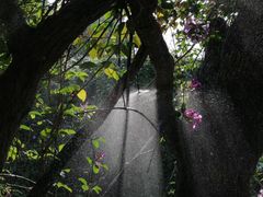 -广西壮族自治区药用植物园