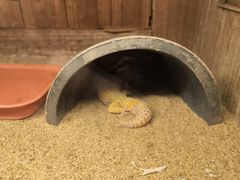 -上海大自然野生昆虫馆(东方明珠·爬宠昆虫探索中心)