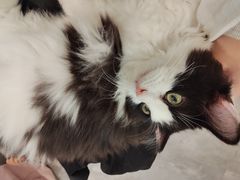 -楼上猫咖(罗湖店)