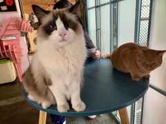 -喵屿·大理花园猫咖