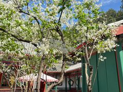 -宫事颐庭·老佛爷贵寿下午茶(颐和园店)